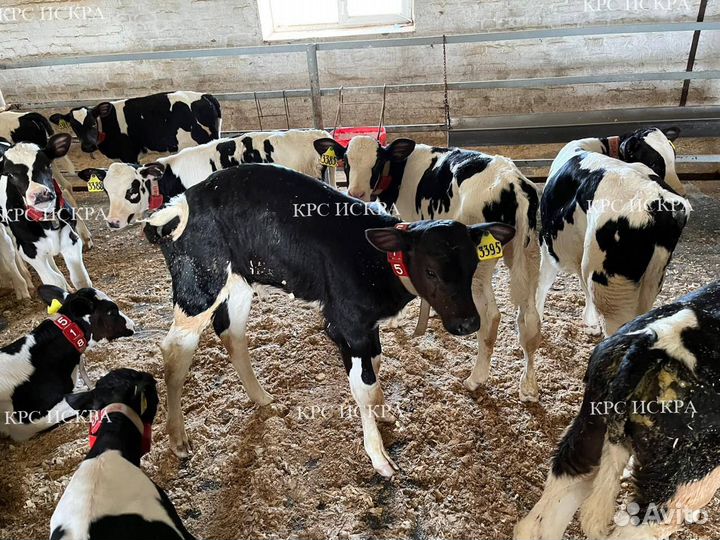 Крс бычки 1-3 мес
