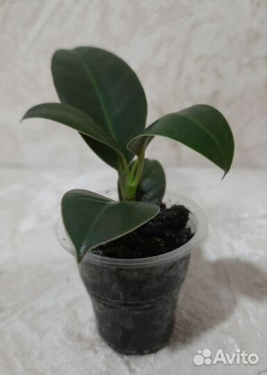 Комнатные растения