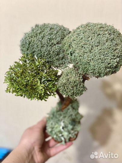 Дерево из цетрарии. Бонсай