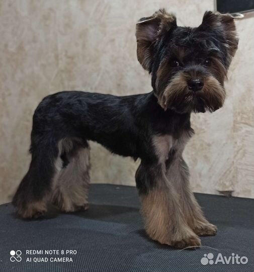 Стрижка собак и кошек м. Медведково