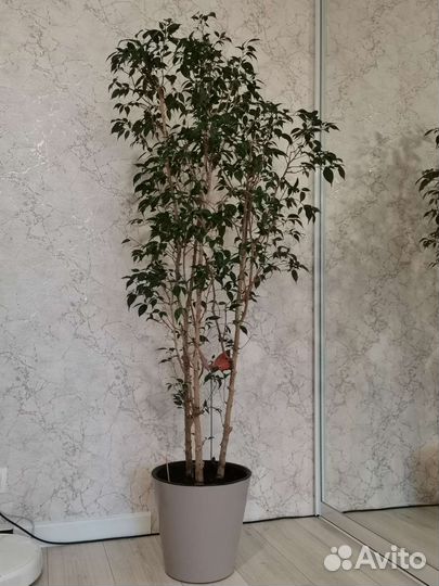 Фикус бенджамина большой, с кашпо
