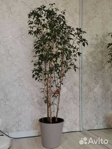 Фикус бенджамина большой, с кашпо