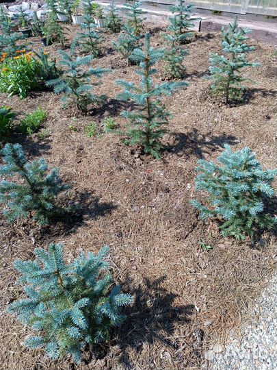 Ель голубая