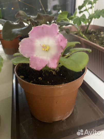 Бальзамин, фиалки