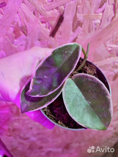 Гинура вариегатная