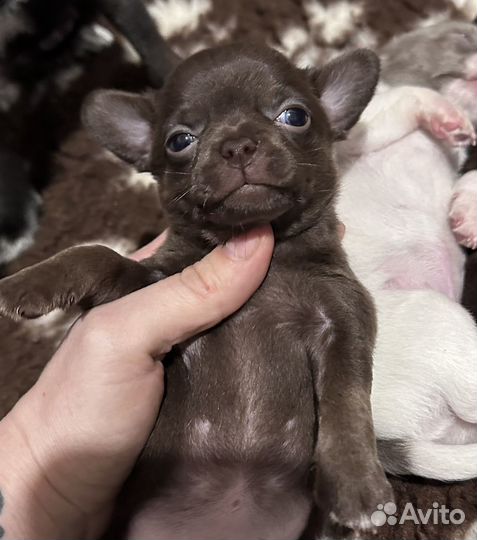 Щенки чихуахуа