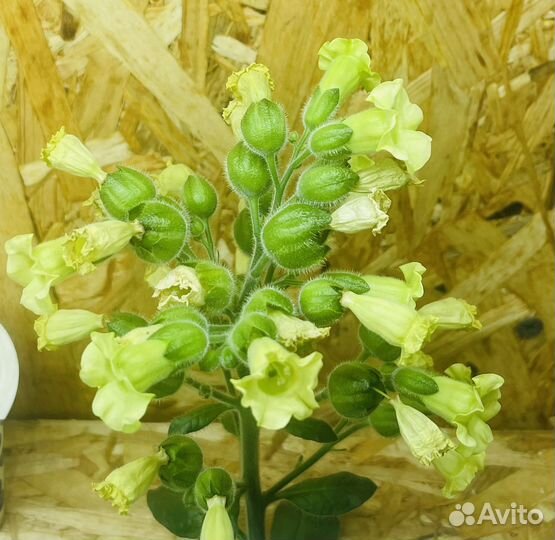 Табак virginia 202 рассада