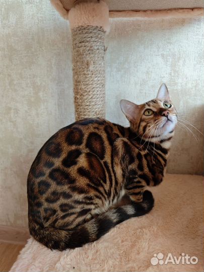 Бенгальская кошка