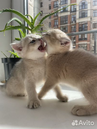 Котята Шотландские прямоухие