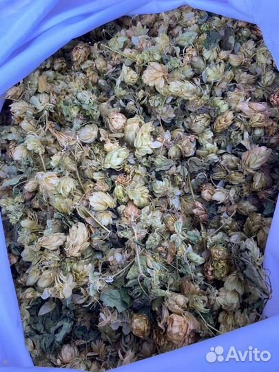 Хмель лесная сушеная