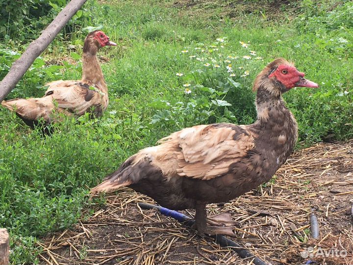 Селезень индоутки породистый