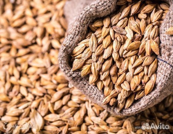 Зерно пшеница ячмень