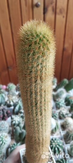 Кактус Weberbauerocereus Johnstonii
