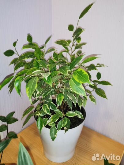 Комнатные растения цветы