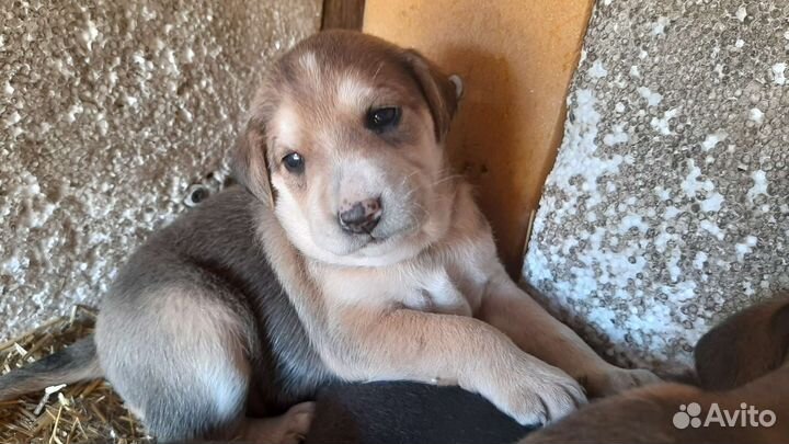 Щенки русской гончей