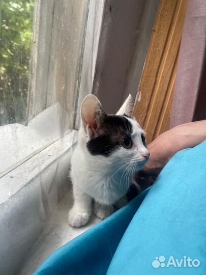 Котёнок девочка ищет дом