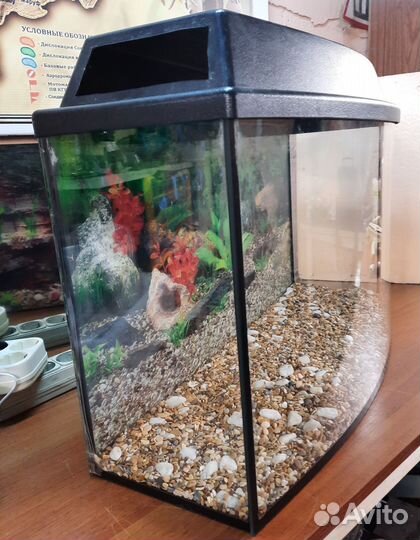 Аквариум