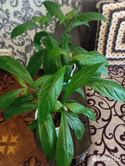 Пахистахис