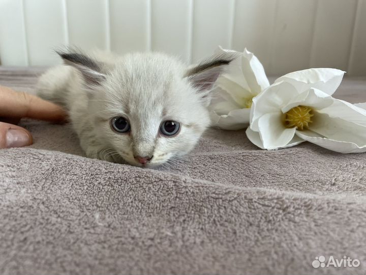 Котята бесплатно