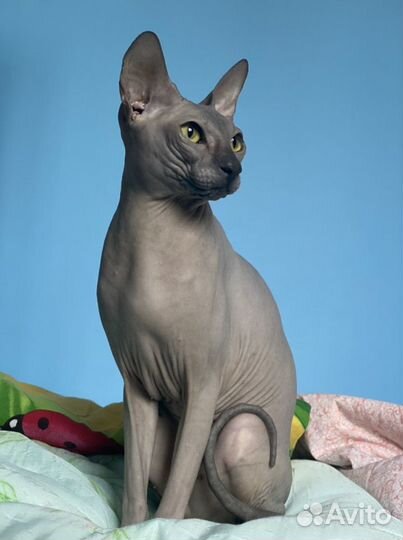 Канадский сфинкс вязка