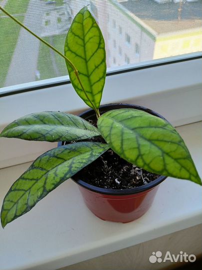 Хойи Kalimantan Sabah IML 1762, ан-21, HWP14-1