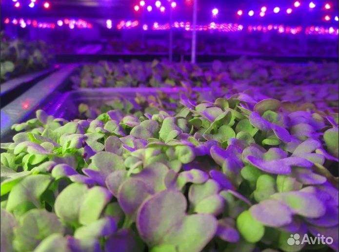 Семена для микрозелени