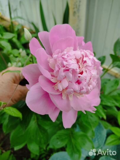 Саженцы садовых цветов