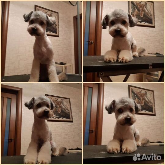 Стрижка собак и кошек