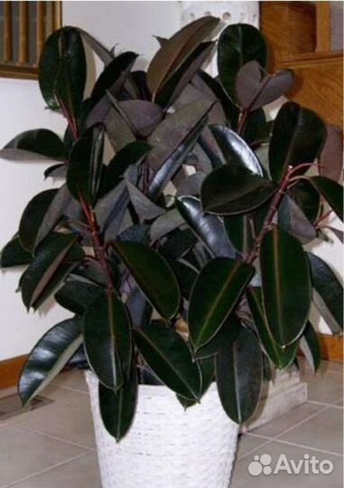 Фикус эластика Абиджан / Abidjan