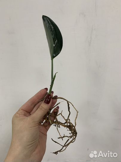 Сциндапсус Дарк / Scindapsus Trebie Dark form