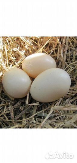Яйца индоутки, куриные