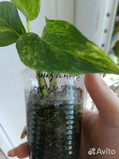 Сциндапсус золотистый