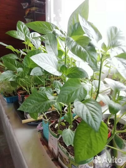 Рассада перцев