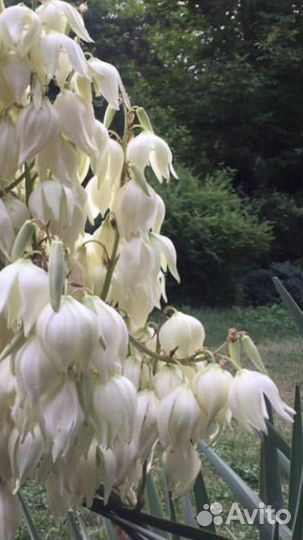 Юкка нитчатая