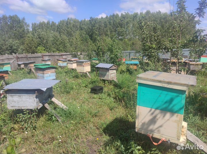 Мёд из Башкирии