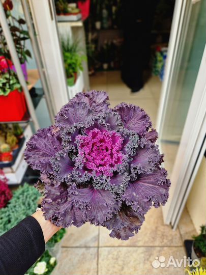 Декоративная капуста