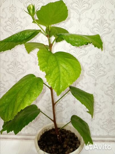 Гибискус желтый махровый