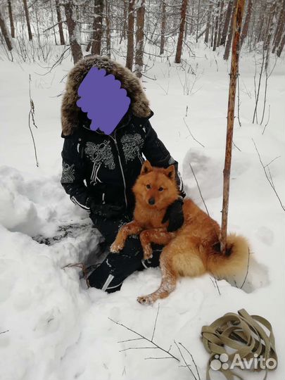 Ищем невесту