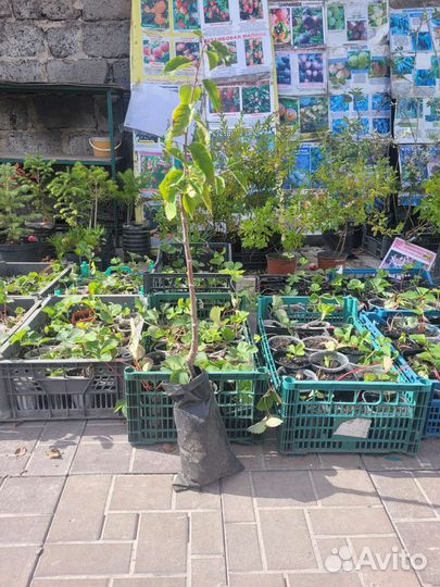 Яблони,груши,черешня