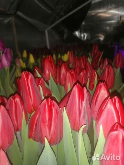 Тюльпаны к 8 марта оптом