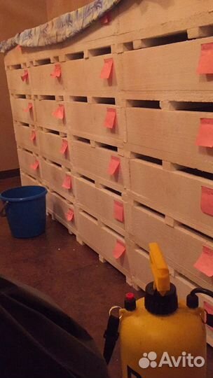 Черви Дендробена венета, Старатель