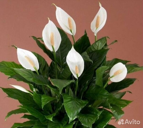 Спатифиллум