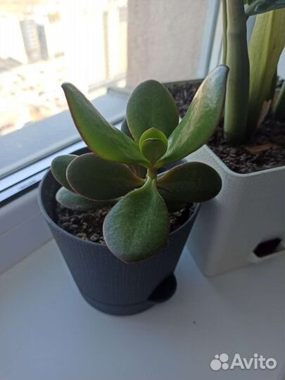 Красула толстянка