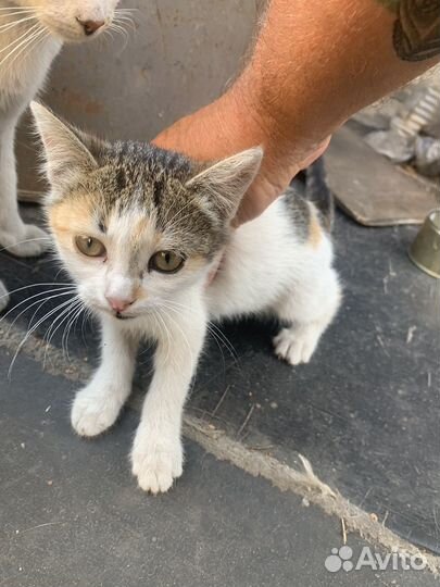 Европейская