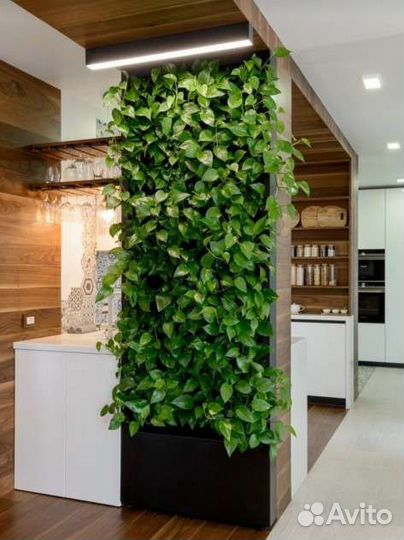 Красавец Сциндапсус Эпипремнум золотистый