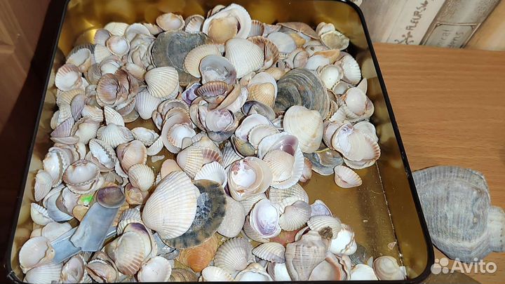 Камни и ракушки для аквариума