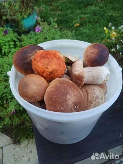 Грибы белые+ красноголовики 10л ведро