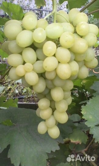 Саженцы винограда