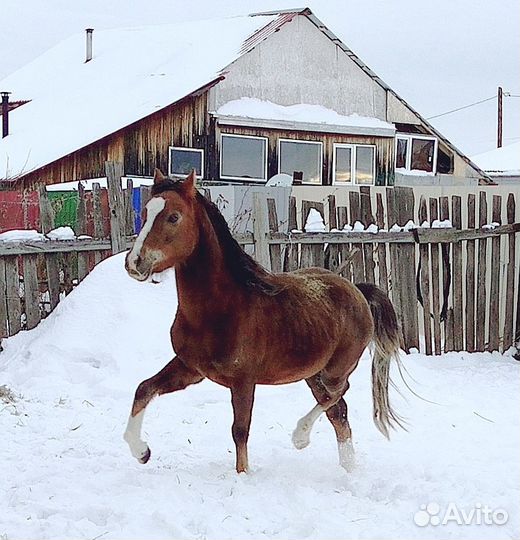 Уэльский пони