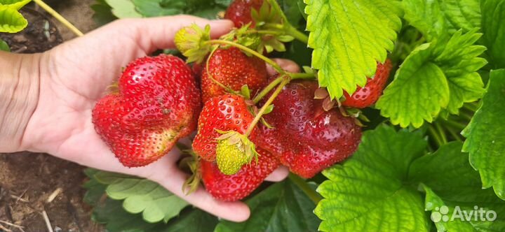 Рассада клубники Цунаки